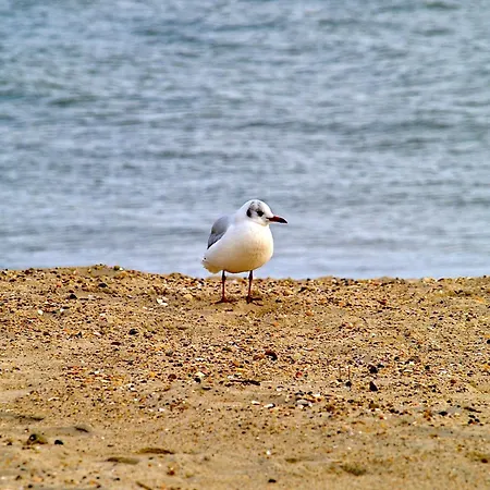 Schleswig-holstein Whg 02 Eg Re Lejlighed *